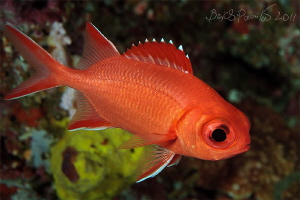 Blotcheye solderfish
/ Digga Thila - South Ari Atoll by Boris Pamikov 